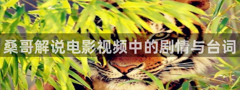 茄子视频视频
